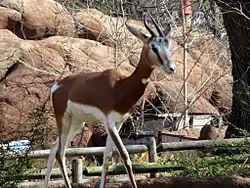 Dama gazelle