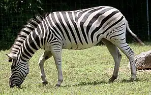 Zebra