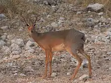 M. k. damarensisfemale, Etosha National Park, Namibia