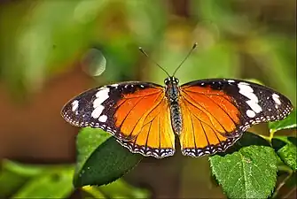 Dorsal view (female)