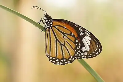 Ventral view (female)