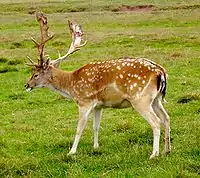 Male fallow deer