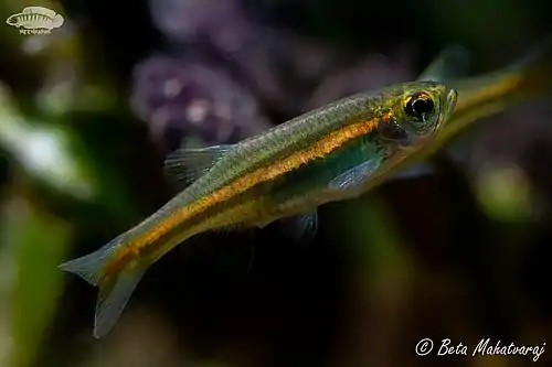 Danio jaintianensis