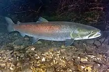 Danube Salmon - Huchen (Hucho hucho) swimming against the current underwater in the Drina river.