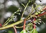 Female flowers in Japan