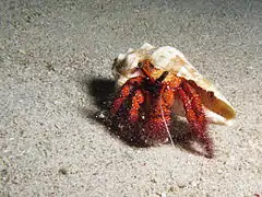 D. megistos at  Komodo, Indonesia