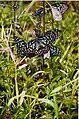 Dark blue tiger butterflies, BRT WLS Chamarajanagar