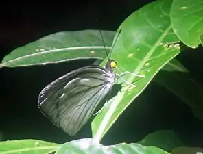 Ventral view