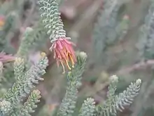 Darwinia chapmaniana in Kings Park