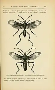 Wallace discusses Batesian mimicry with a plate of a beetle that closely mimics a wasp.