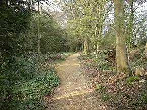 a gravel path through woodland, with low vegetation on each side. To the left leaves cover large shrubs and bushes, a row of bare tree trunks and branches are close to the right.