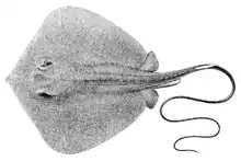 Bennett's stingray Hemitrygon bennettii