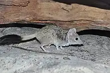 Gray antechinus