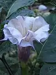 (Datura sp.)