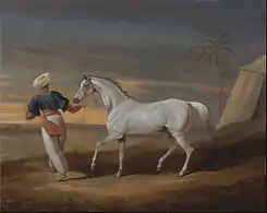 Signal, a Grey Arab, with a Groom in the Desert