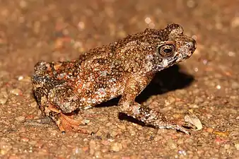 Lateral view