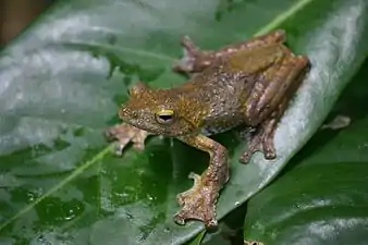 Dorsal view