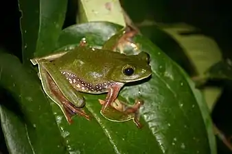 Dorsal view