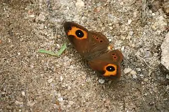 Dorsal view