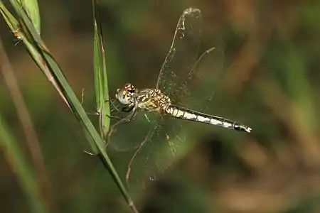 Diplacodes lefebvrii female