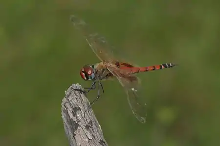 Tramea basilaris male