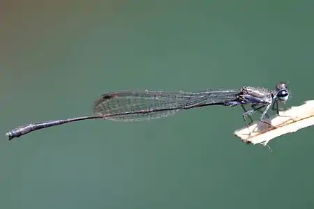 male