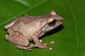 Lateral view