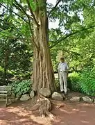 Dawn Redwood, June 2013 Pictured: Ed Richardson, who mapped the trees in Elizabeth Park.