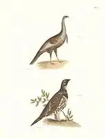 Plate LXXVI