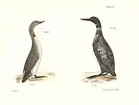 "Plate CXXXVII Fig. 299. The Great Loon (Colymbus glacialis). 300. The Red-throated Loon (Colymbus septentrionalis)."