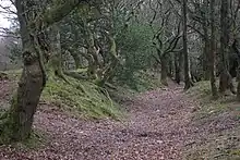 Dead Woman's Ditch cross-dyke, Robin Upright's Hill