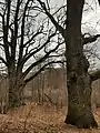 Napoleon's Oaks in Barkweda, in Old Prussian hillfort