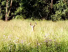 A buck in the middle of a prairie.