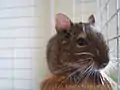 Adult common degu perched on a platform