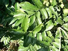 Compound leaves