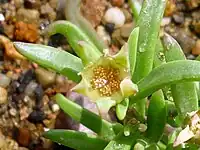 When the valves of their seed capsules open, the seeds of Delosperma are exposed, and not covered by any membrane or covering.