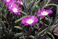 Delosperma floribundum leaves showing bladder cells typical of this genus