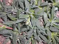 The bladder cells of Delosperma sutherlandii are elongated into fine hairs