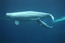 Underwater photo of calf swimming slightly below and behind its mother