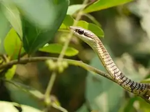 Lateral view