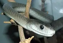 closeup of a grey snake with black eyes on a branch