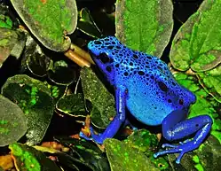 Image 27The blue poison dart frog is endemic to Suriname. (from Suriname)