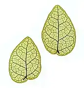 Nature printed leaves, showing shape and venation