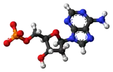 Ball-and-stick model of the deoxyadenosine monophosphate anion