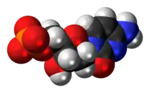 Space-filling model of the deoxycytidine monophosphate molecule as an anion (2- charge)