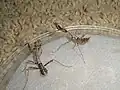 Female and male Deroplatys lobata 4th instar nymphs (female on the left, male on the right)