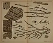 Various Lepidodendron diagrams from the Geological Survey of Pennsylvania