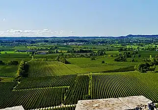 Countryside around Desenzano. Vines are common in the southern part of the Lake