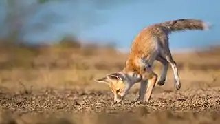 A pup mock hunting