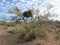 A palo verde tree with desert mistletoe in Arizona's Sonoran Desert.